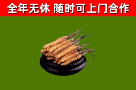 荥经回收散虫草