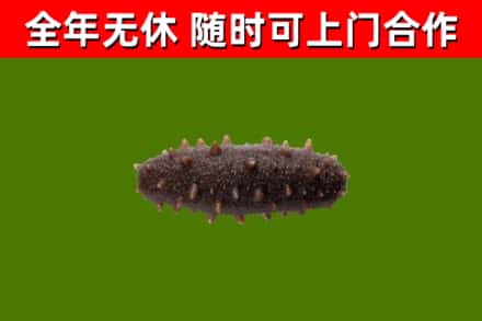 荥经回收海参干